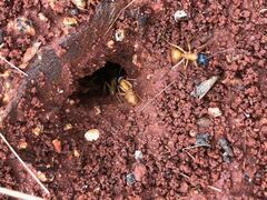 Camponotus nigriceps