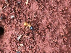 Camponotus nigriceps