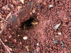 Camponotus nigriceps