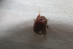 Odonteus