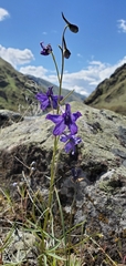 Delphinium nuttallianum
