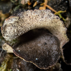 Sticta fuliginosa