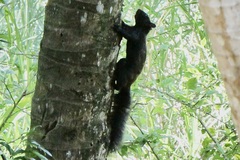 Sciurus