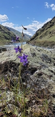 Delphinium nuttallianum