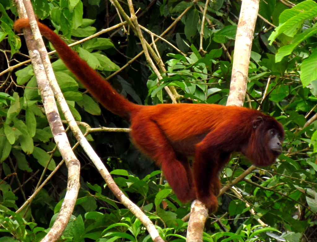 Colombian Red Howler Monkey