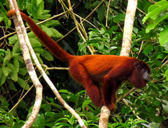 Venezuelan Red Howler photo 4