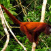 Purús Red Howler Monkey - Photo (c) D. Gordon E. Robertson, some rights reserved (CC BY-SA)