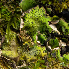 Peltigera britannica
