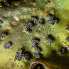 Peltigera britannica