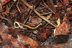Ambystoma macrodactylum macrodactylum