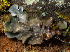 Peltigera extenuata