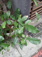 Synsepalum dulcificum