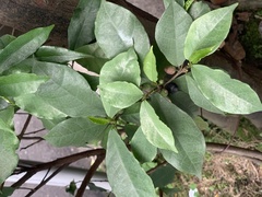 Ficus formosana