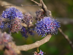 Memecylon umbellatum