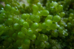 Caulerpa geminata