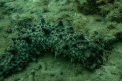 Australostichopus mollis