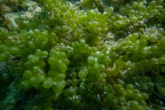 Caulerpa geminata