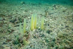 Ciocalypta polymastia