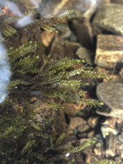 Fontinalis antipyretica