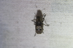 Euparius marmoreus