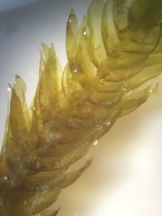 Fontinalis antipyretica