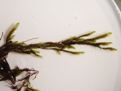 Fontinalis antipyretica