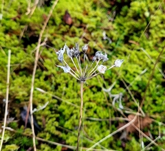 Allium acuminatum