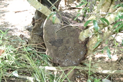 Nasutitermes corniger