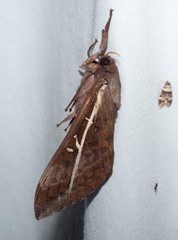 Oxycanus