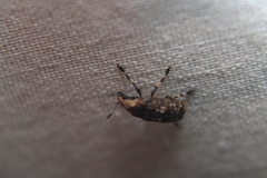 Euparius marmoreus
