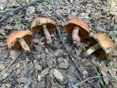 Neoboletus