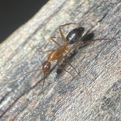Camponotus inaequalis