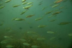 Trachurus