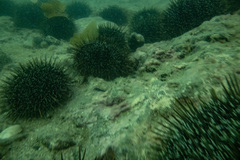 Evechinus chloroticus