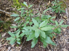 Arbutus menziesii
