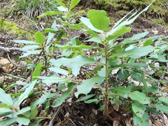 Arbutus menziesii