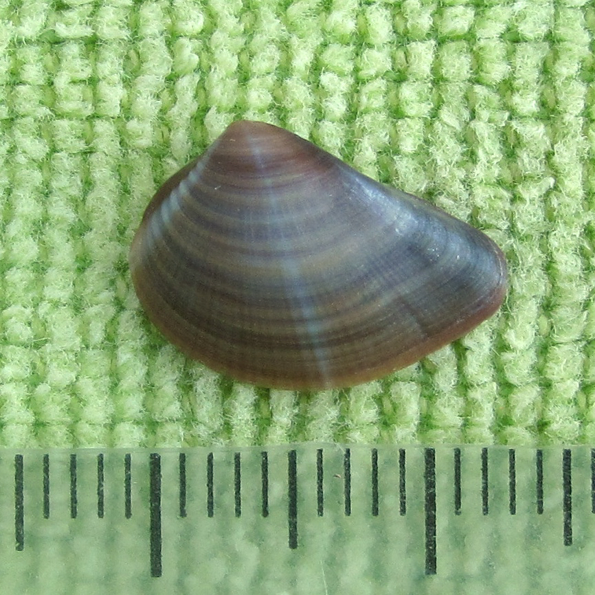 Pointed Venus