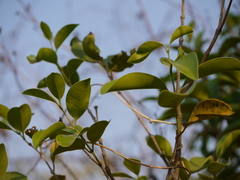 Memecylon umbellatum
