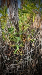 Nepenthes mirabilis