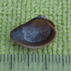 Anomalocardia cuneimeris