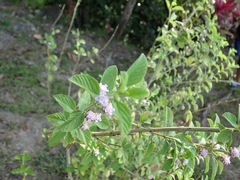 Lippia alba