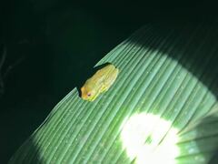 Boana cinerascens