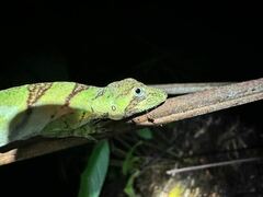 Anolis transversalis
