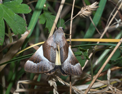 Niceteria macrocosma