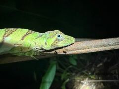 Anolis transversalis