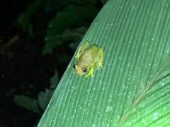 Boana cinerascens