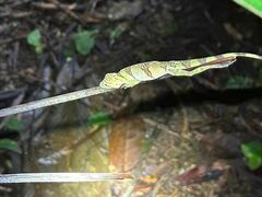 Anolis transversalis