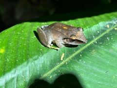 Pristimantis peruvianus