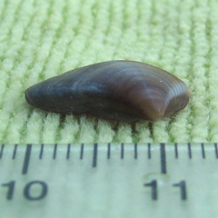 Anomalocardia cuneimeris