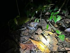 Leptodactylus pentadactylus